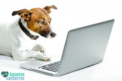 cachorro no pc