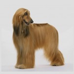 Afghan Hound