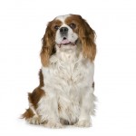 Cavalier King