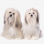 Lhasa Apso