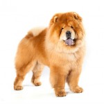 Chow Chow