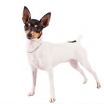 Fox Terrier de pelo liso