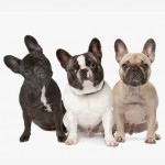 bulldog frances