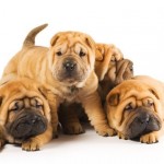 shar pei