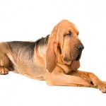 Bloodhound