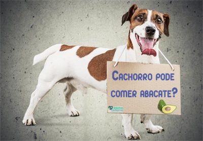 O abacate é permitido para cachorro