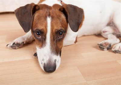 Dirofilariose Canina – Verme do coração