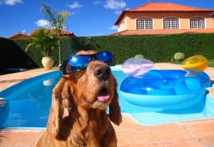 Cachorro_piscina